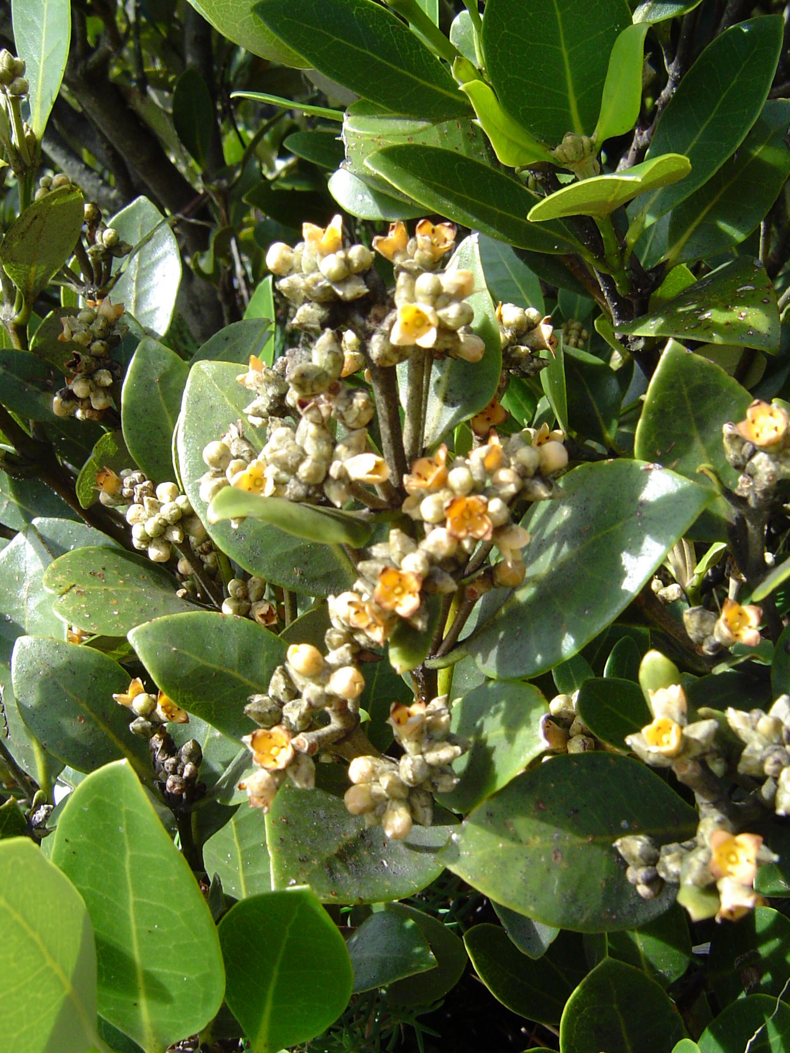 معرفی گیاهان - حرا